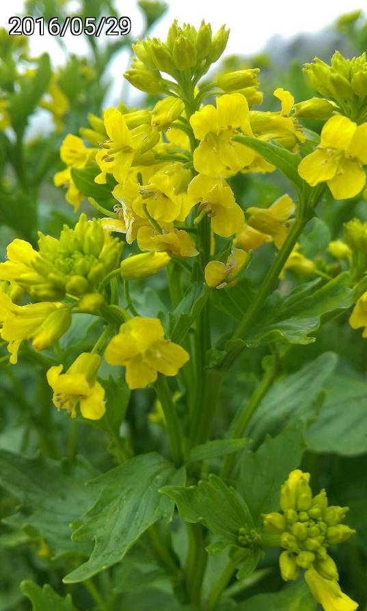 合歡山的山芥菜、山油菜, Barbarea orthoceras Ledeb. var. formosana Kitamura 